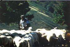 Berger et ses moutons