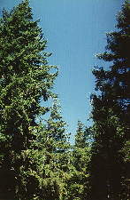 Forêt