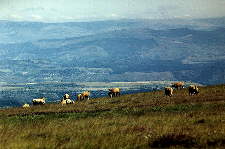 Paturages