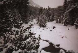 Forêt
