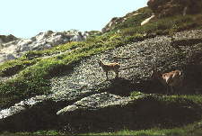 Maman chamois et son petit