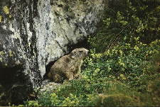 Marmotton
